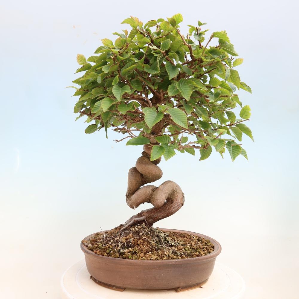 Venkovní bonsai -Carpinus CARPINOIDES - Habr korejský
