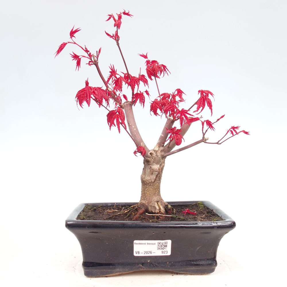Venkovní bonsai - Javor dlanitolistý - Acer palmatum DESHOJO