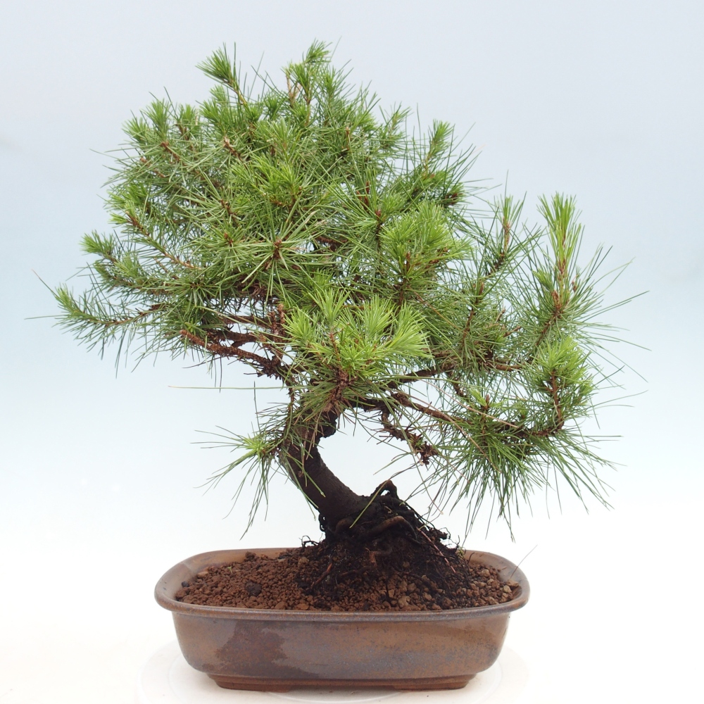 Pokojová bonsai-Pinus halepensis-Borovice alepská