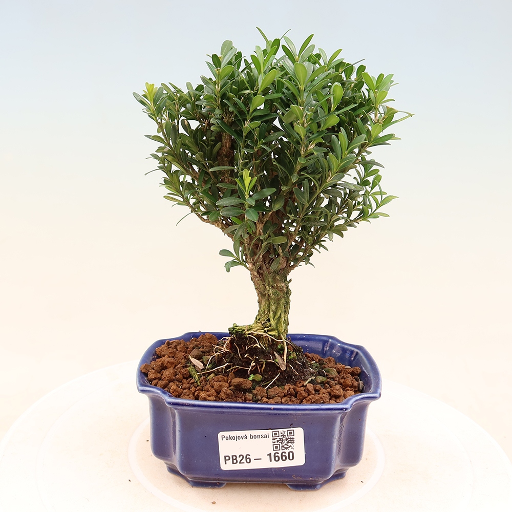 Pokojová bonsai - Buxus harlandii -korkový buxus