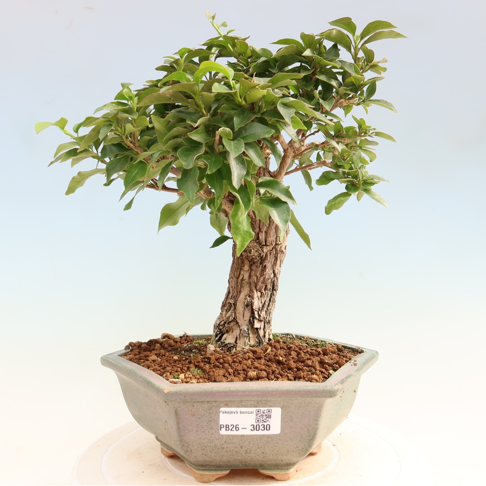 Pokojová bonsai - Bouganwilea