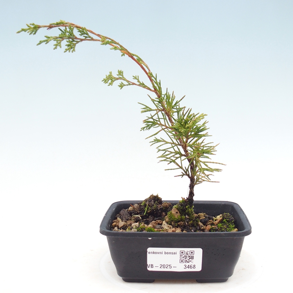 Venkovní bonsai - Juniperus chinensis Itoigawa -Jalovec čínský