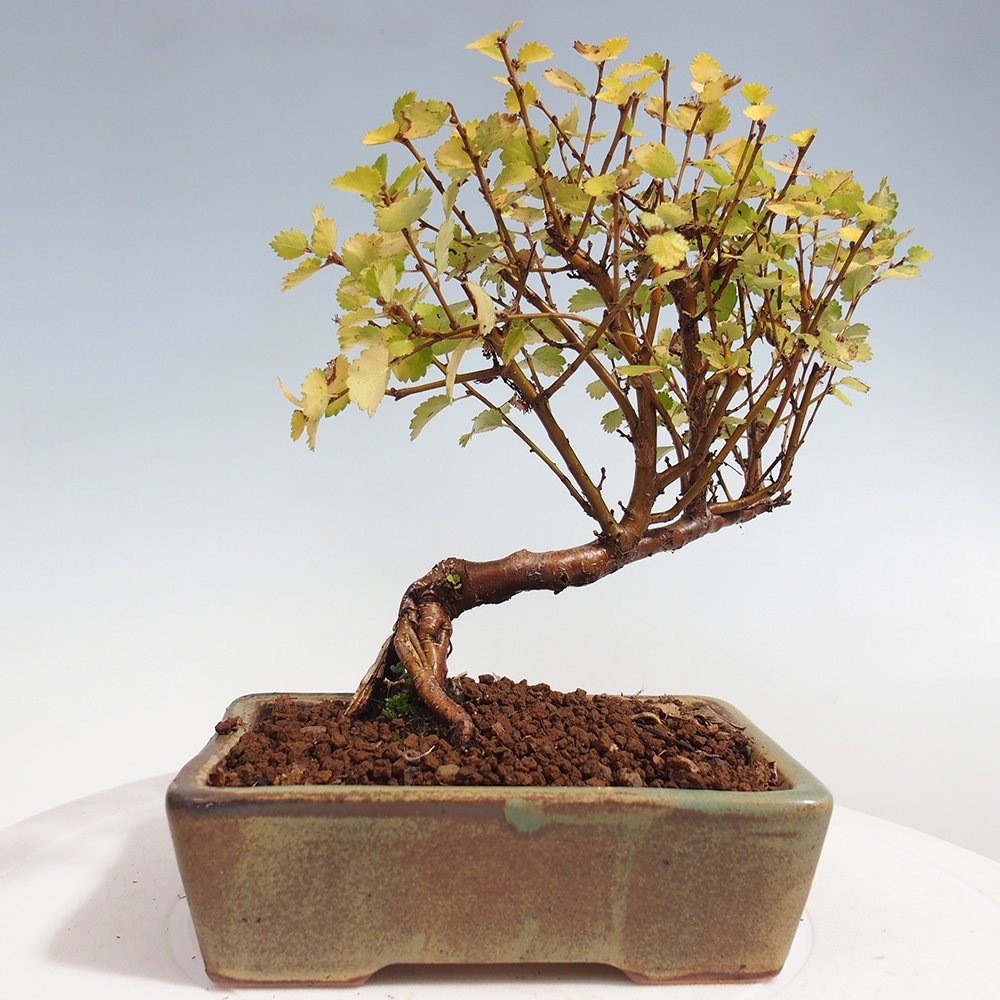 Venkovní bonsai - bříza trpasličí - Betula NANA Treasure
