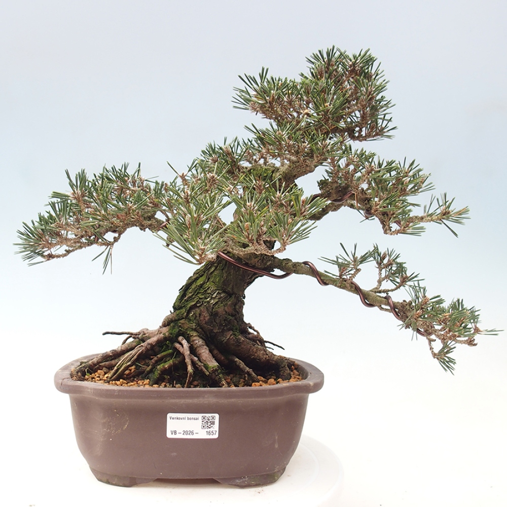 Venkovní bonsai - Pinus thunbergii Kotobuki - Borovice thunbergova