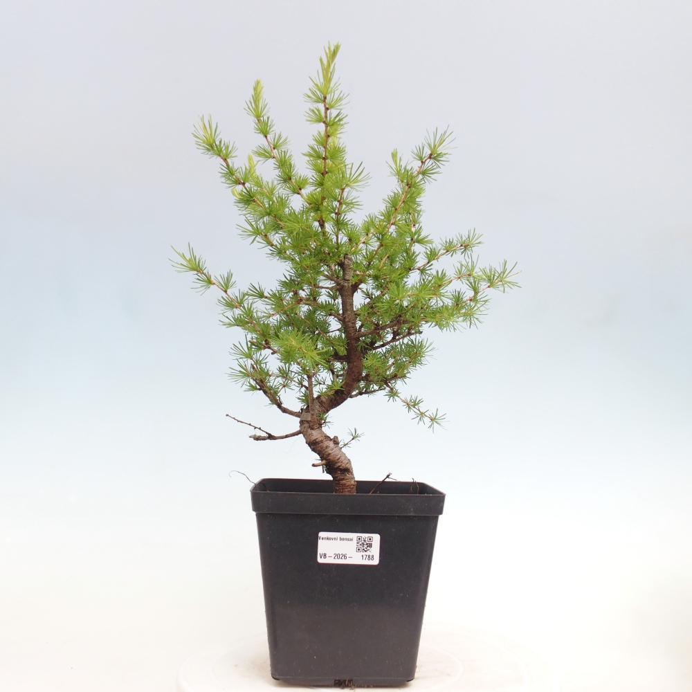 Venkovní bonsai -Larix decidua - Modřín opadavý 