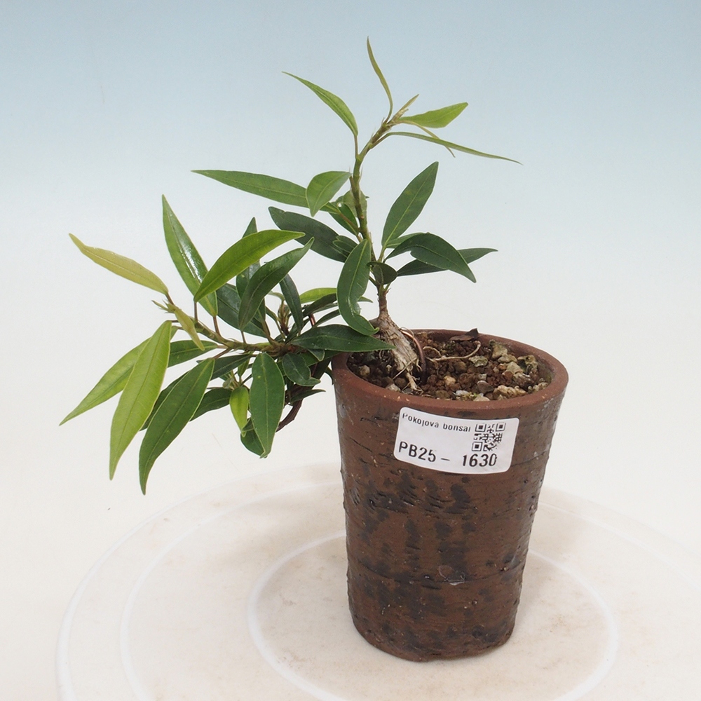 Pokojová bonsai - Ficus nerifolia -  malolistý fíkus
