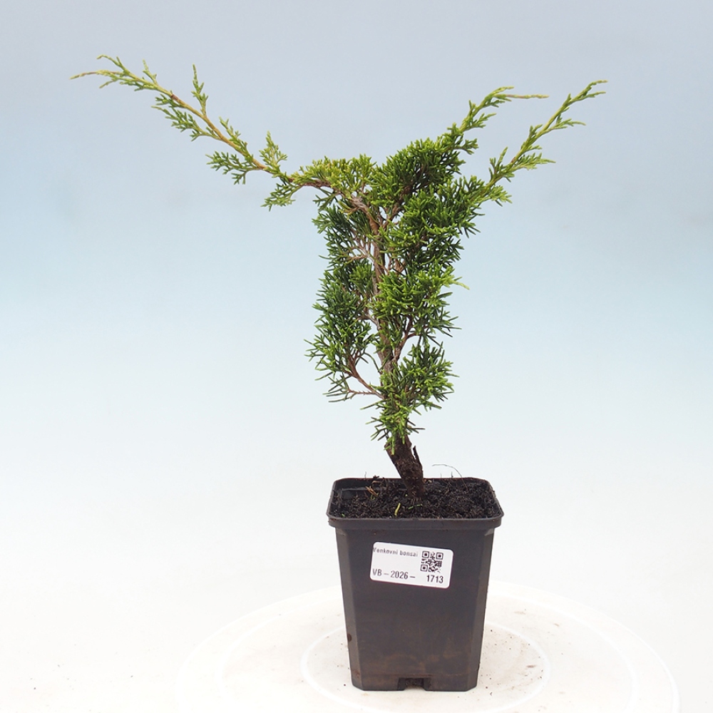 Venkovní bonsai - Juniperus chinensis Itoigawa -Jalovec čínský