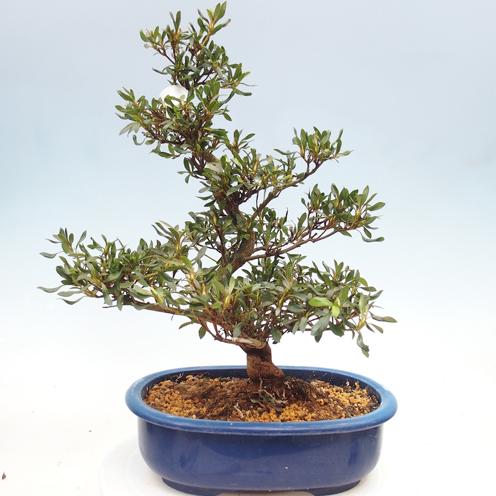 Venkovní bonsai - Japonská azalka - Azalea CHIHIRO