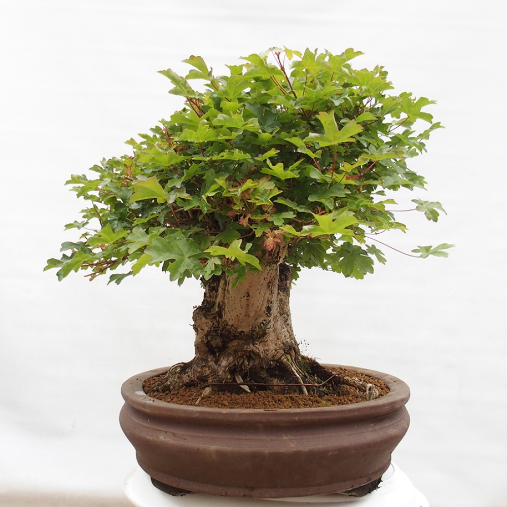 Venkovní bonsai - Acer Campestre - Javor babyka