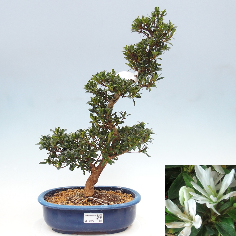 Venkovní bonsai - Japonská azalka - Azalea Tateyama-no-Yuki