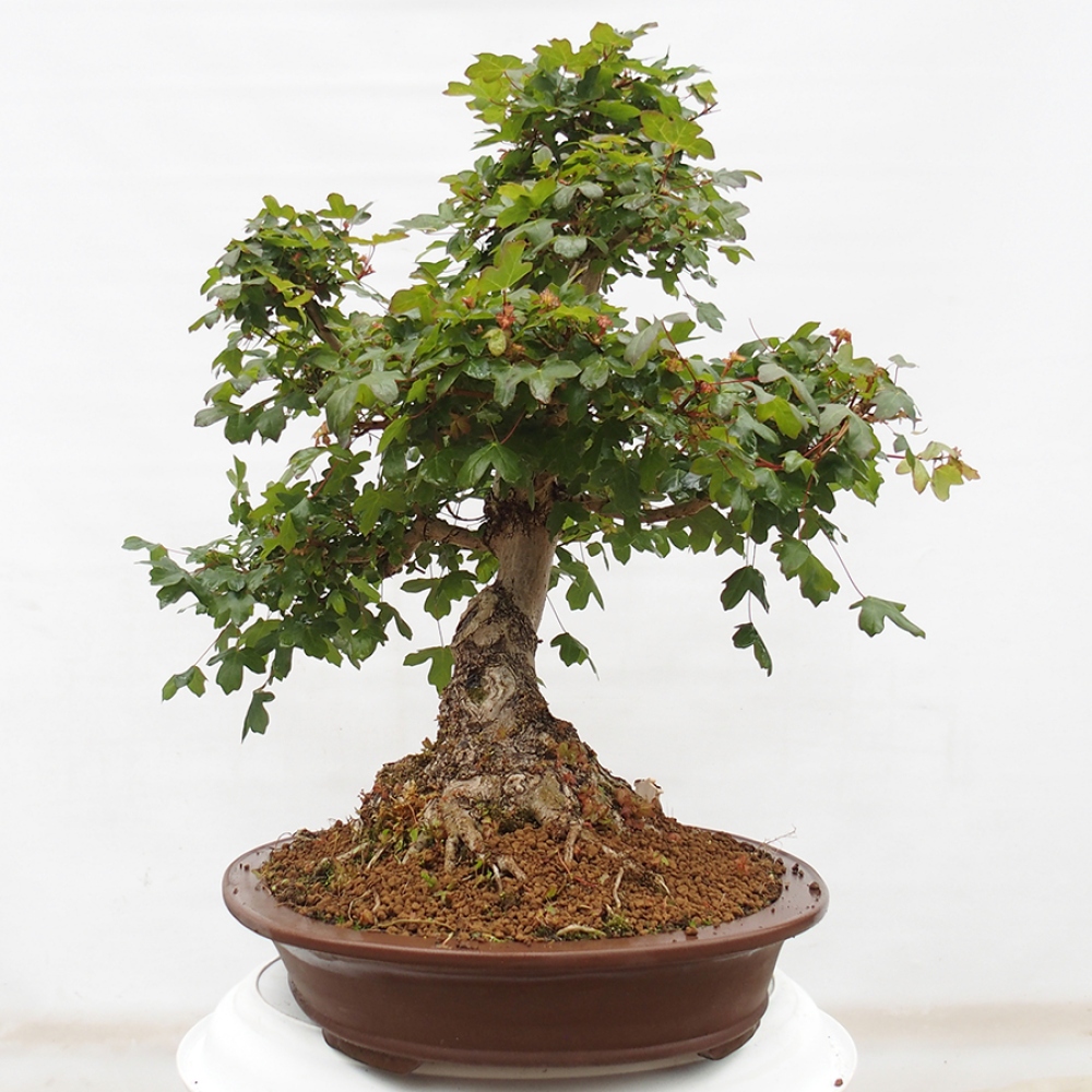 Venkovní bonsai - Javor Francouzský - Acer Nonspessulanum