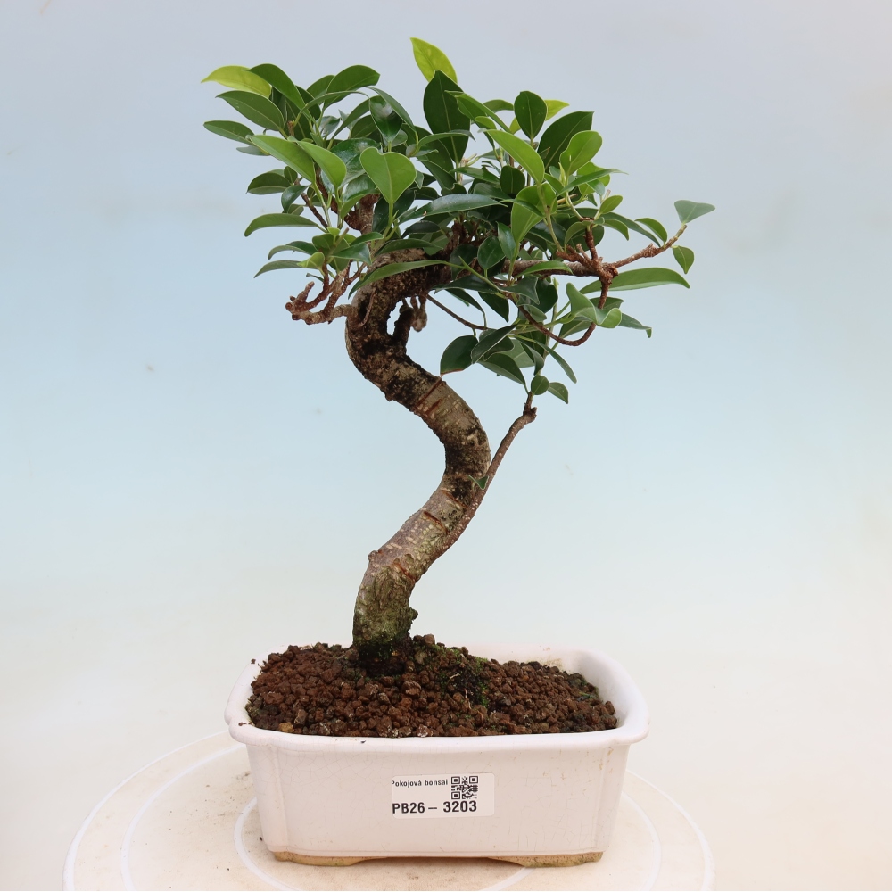 Pokojová bonsai - Ficus kimmen -  malolistý fíkus