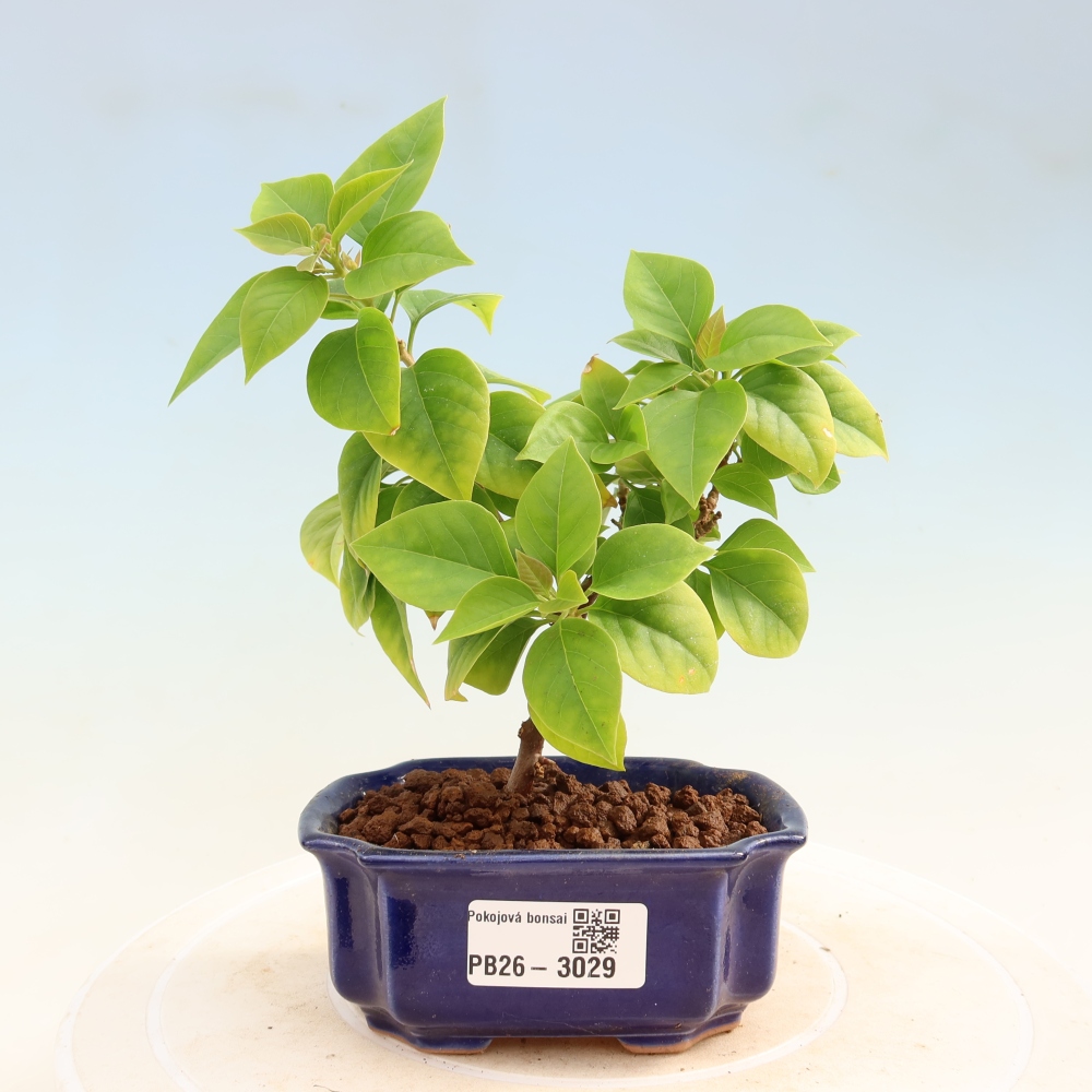 Pokojová bonsai - Bouganwilea