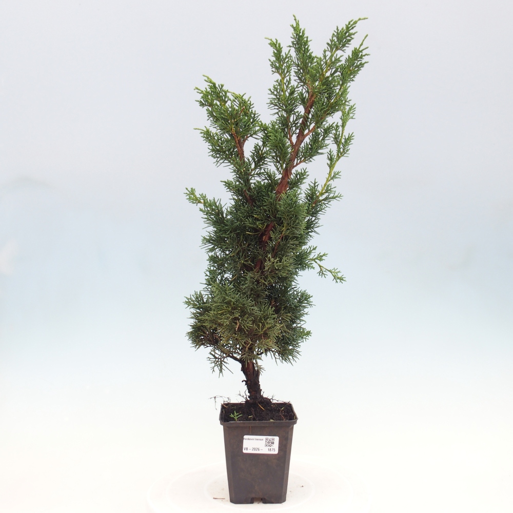 Venkovní bonsai - Juniperus chinensis Kishu -Jalovec čínský