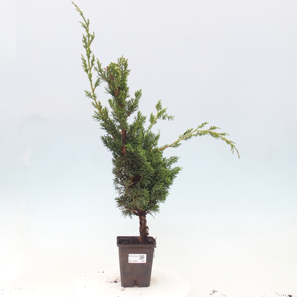 Venkovní bonsai - Juniperus chinensis Kishu -Jalovec čínský