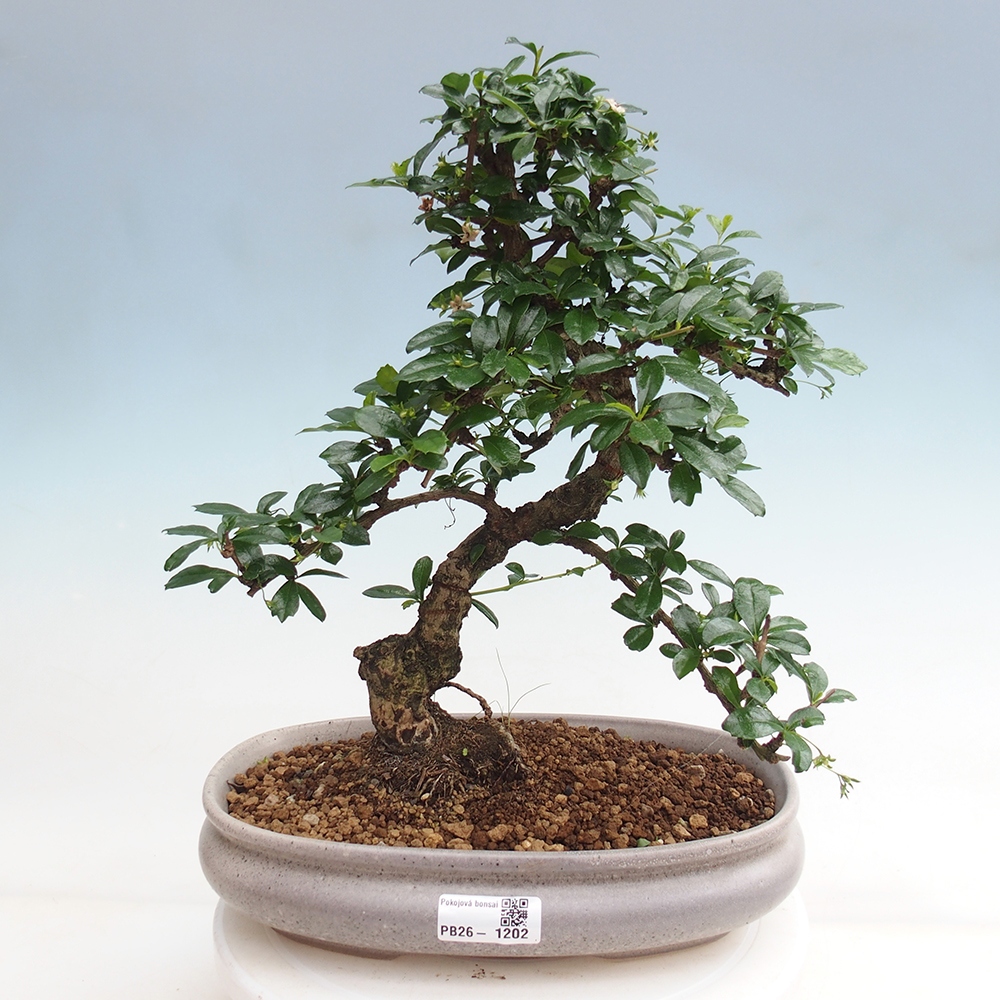 Pokojová bonsai - Carmona macrophylla - Čaj fuki