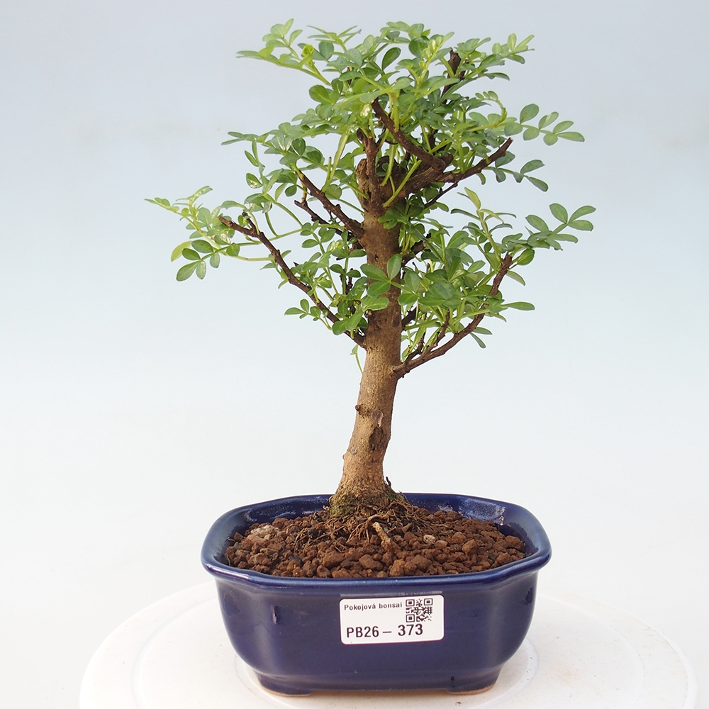 Pokojová bonsai - Zantoxylum piperitum - Pepřovník