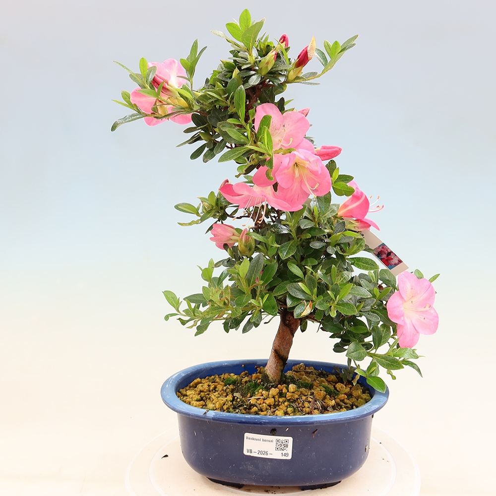 Venkovní bonsai - Japonská azalka - Azalea Santoka