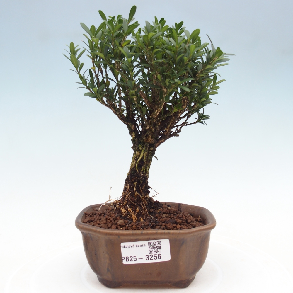 Pokojová bonsai - Buxus harlandii -korkový buxus