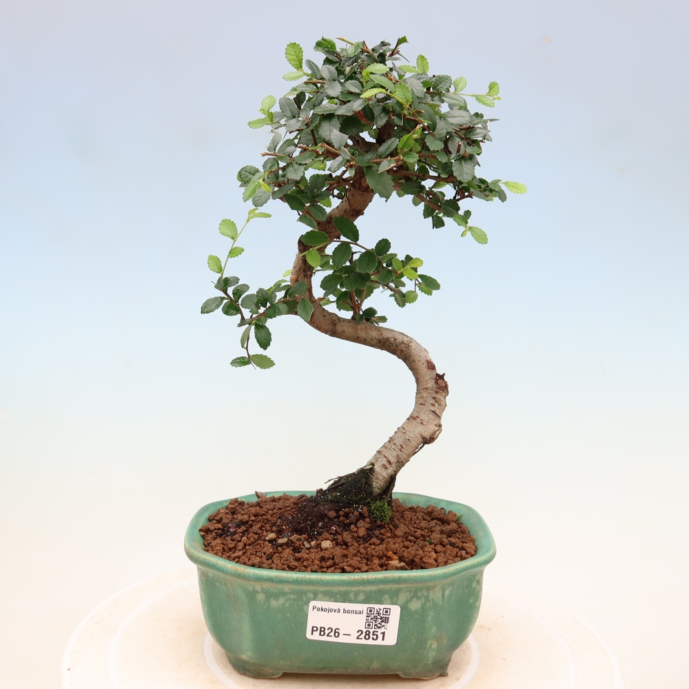 Pokojová bonsai - Ulmus parvifolia - Malolistý jilm