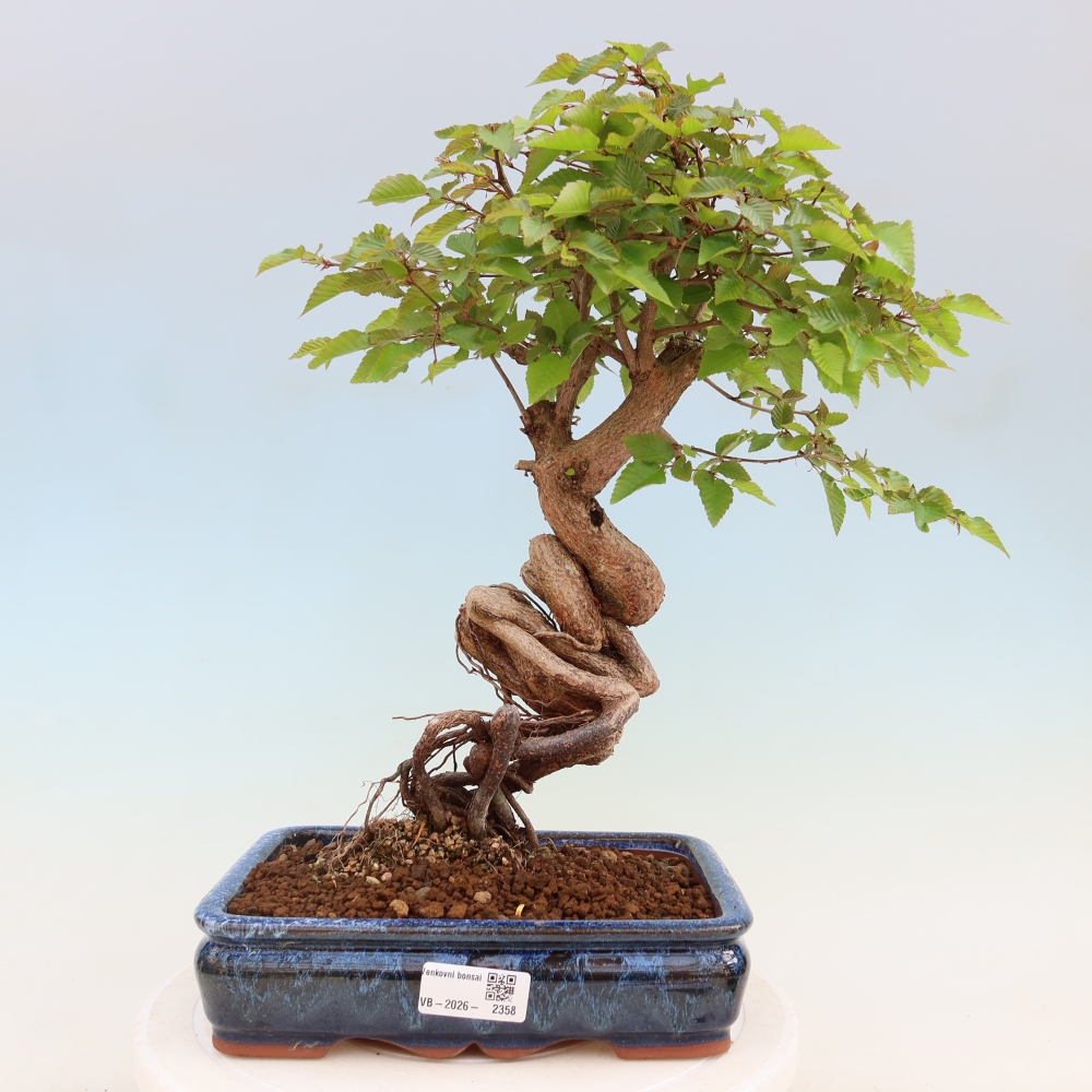 Venkovní bonsai -Carpinus coreana - Habr korejský