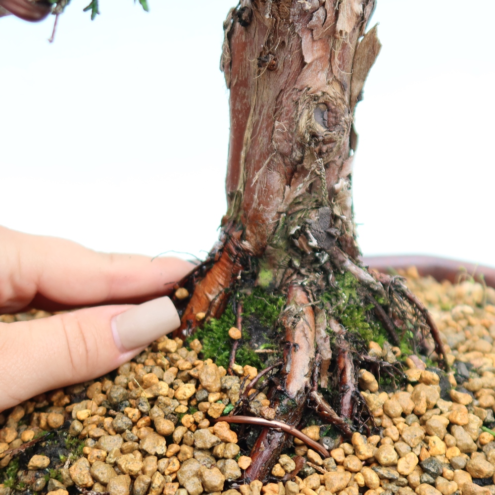 Venkovní bonsai - Juniperus chinensis Kishu -Jalovec čínský