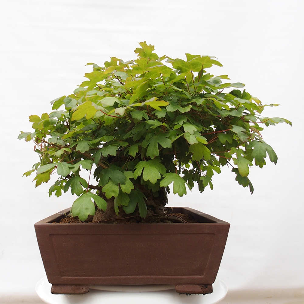 Venkovní bonsai -Javor babyka - Acer campestre