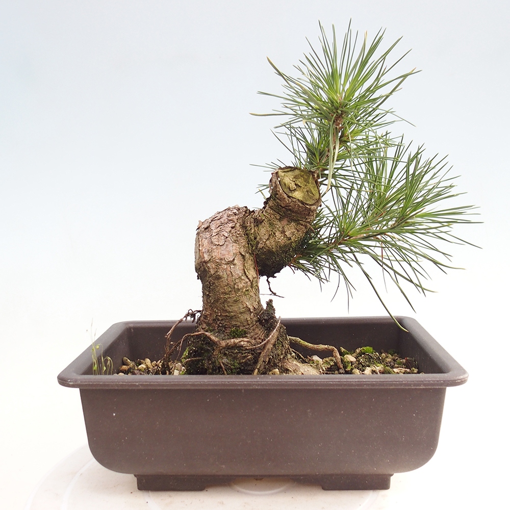 Venkovní bonsai - Pinus thunbergii - Borovice thunbergova