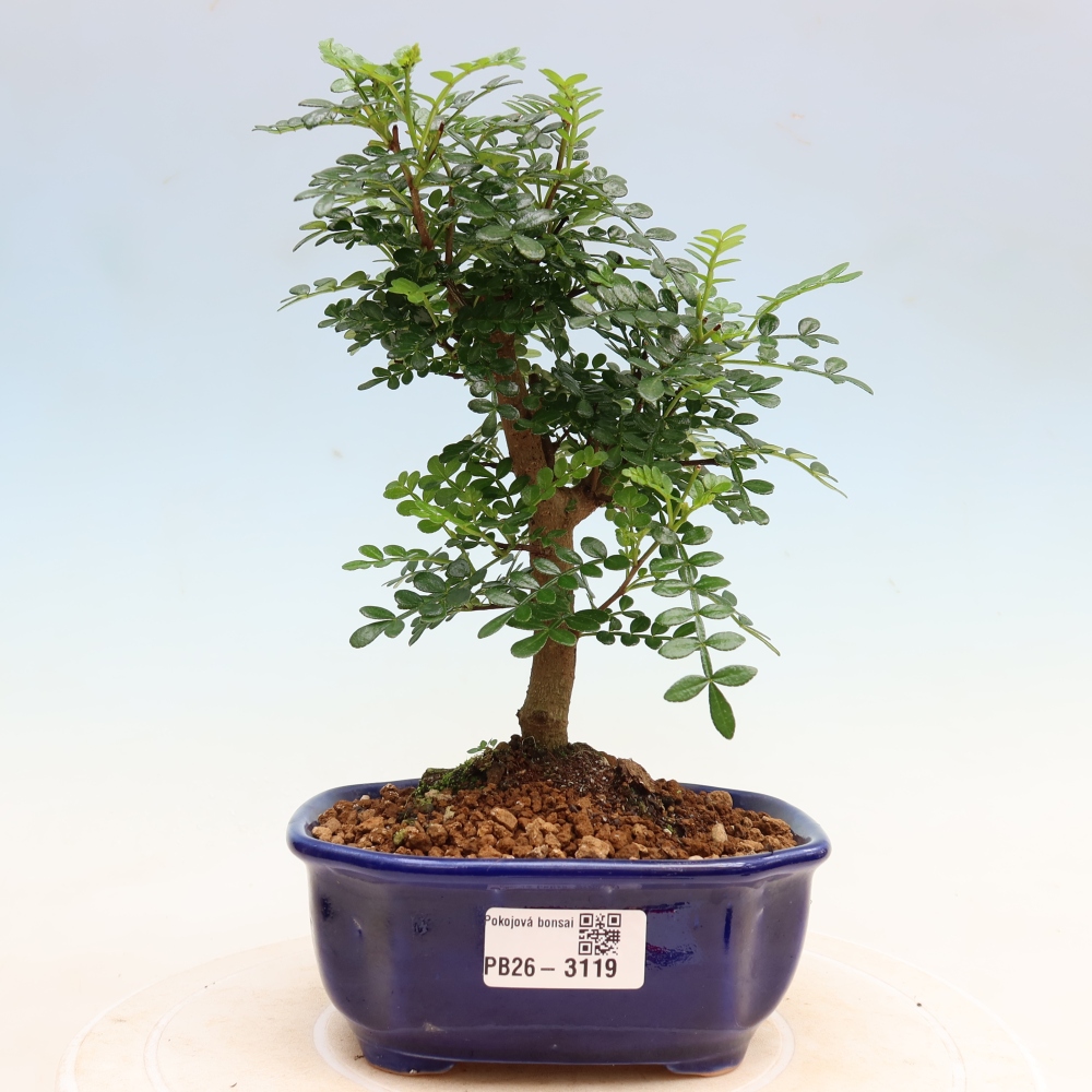 Pokojová bonsai - Zantoxylum piperitum - Pepřovník