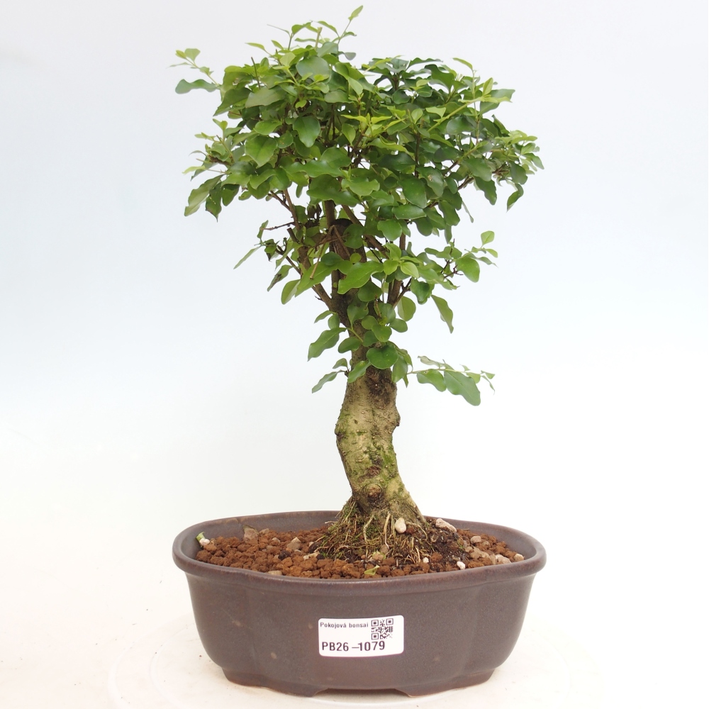 Pokojová bonsai -Ligustrum chinensis - Ptačí zob