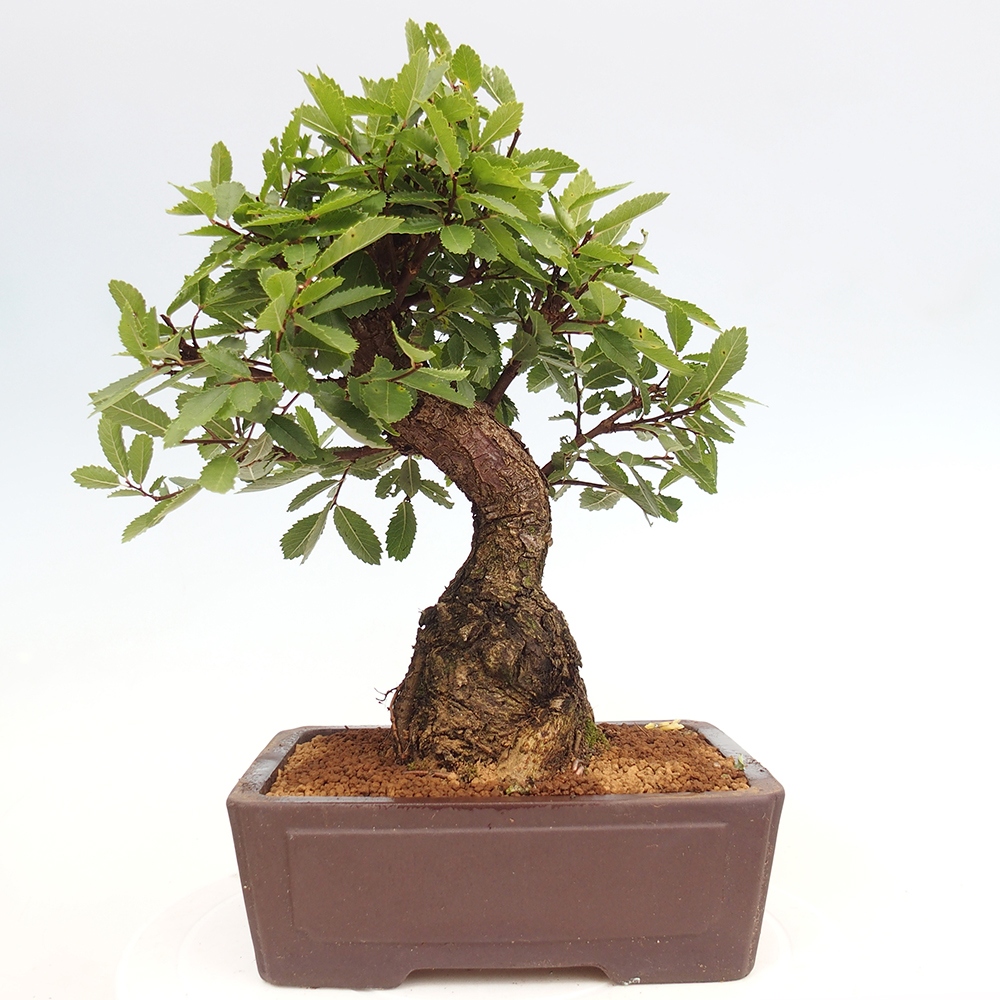 Venkovní bonsai - Zelkova - Zelkova serrata