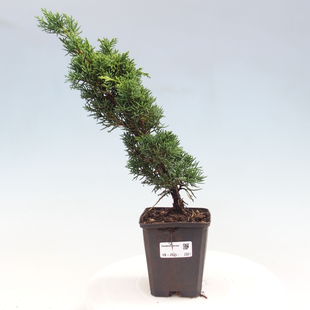 Venkovní bonsai - Juniperus chinensis Kishu -Jalovec čínský