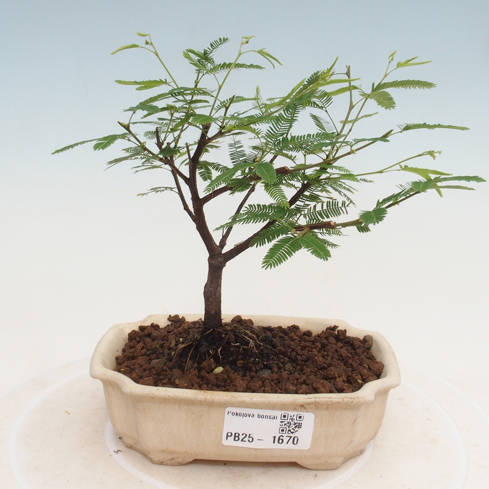 Pokojová bonsai-Calliandra surinamensis Dixie Pink - Kaliandra Suriámská