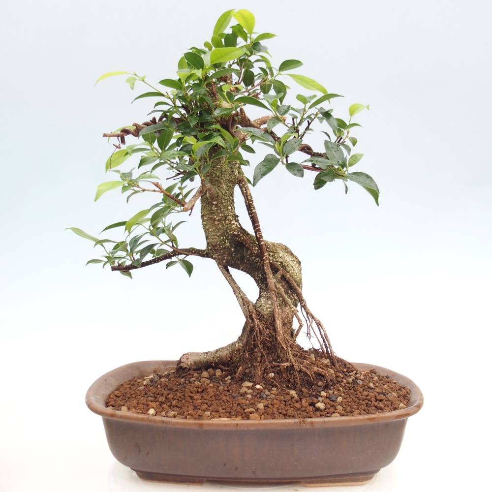 Pokojová bonsai - Ficus kimmen -  malolistý fíkus