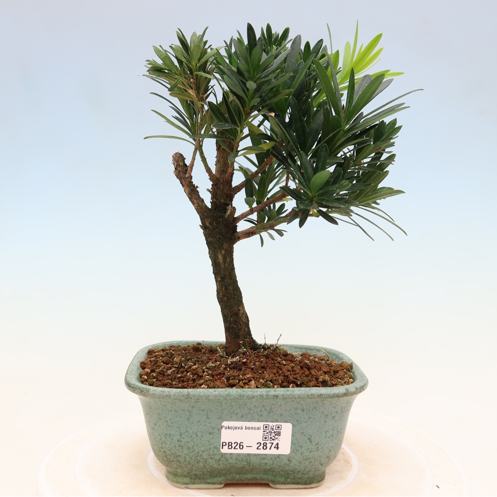 Pokojová bonsai - Podocarpus - Kamenný tis