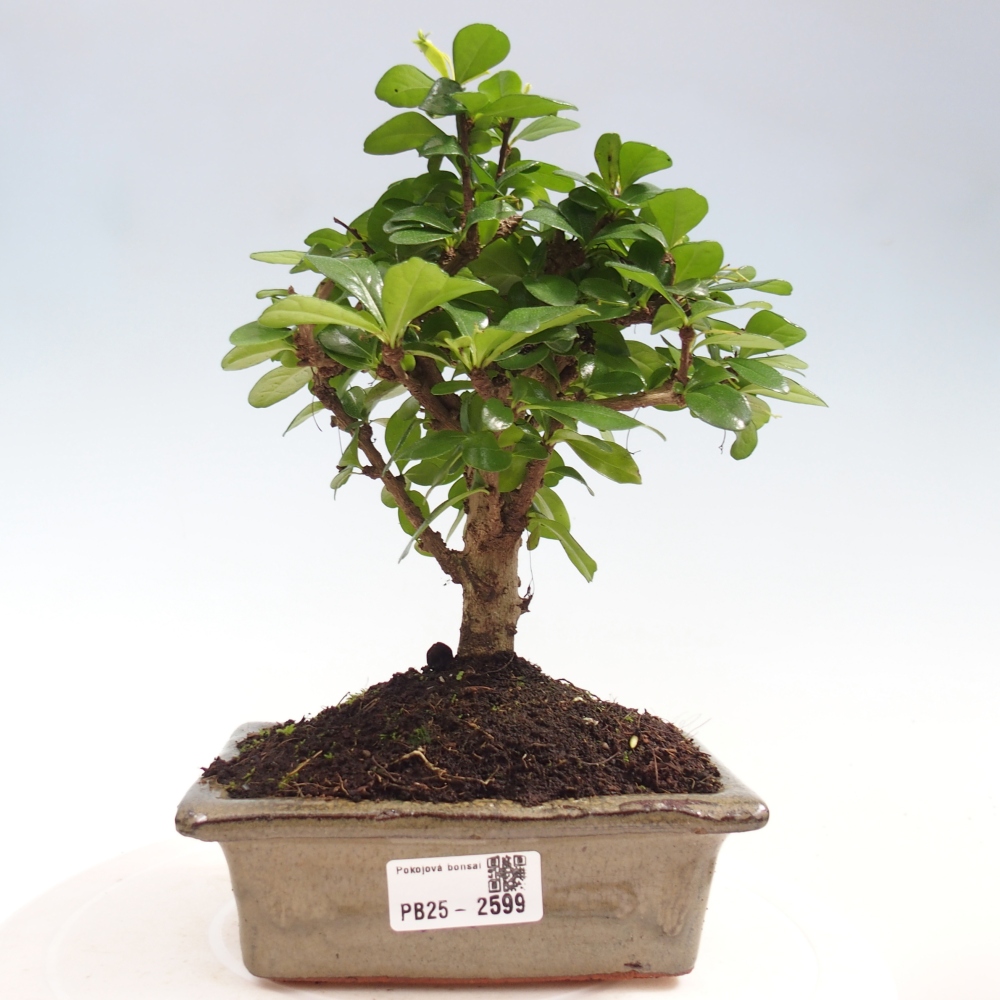 Pokojová bonsai - Carmona macrophylla - Čaj fuki
