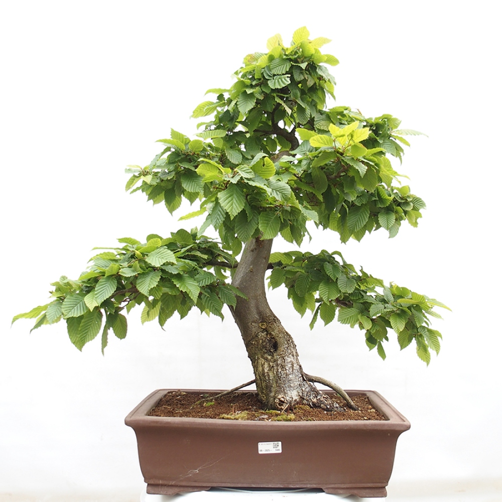 Venkovní bonsai - Habr obecný - Carpinus betulus
