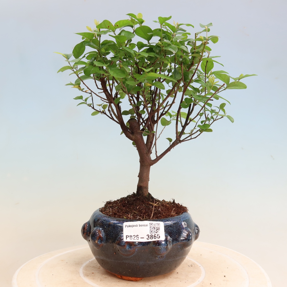 Pokojová bonsai - Sagerécie thea - Sagerécie thea