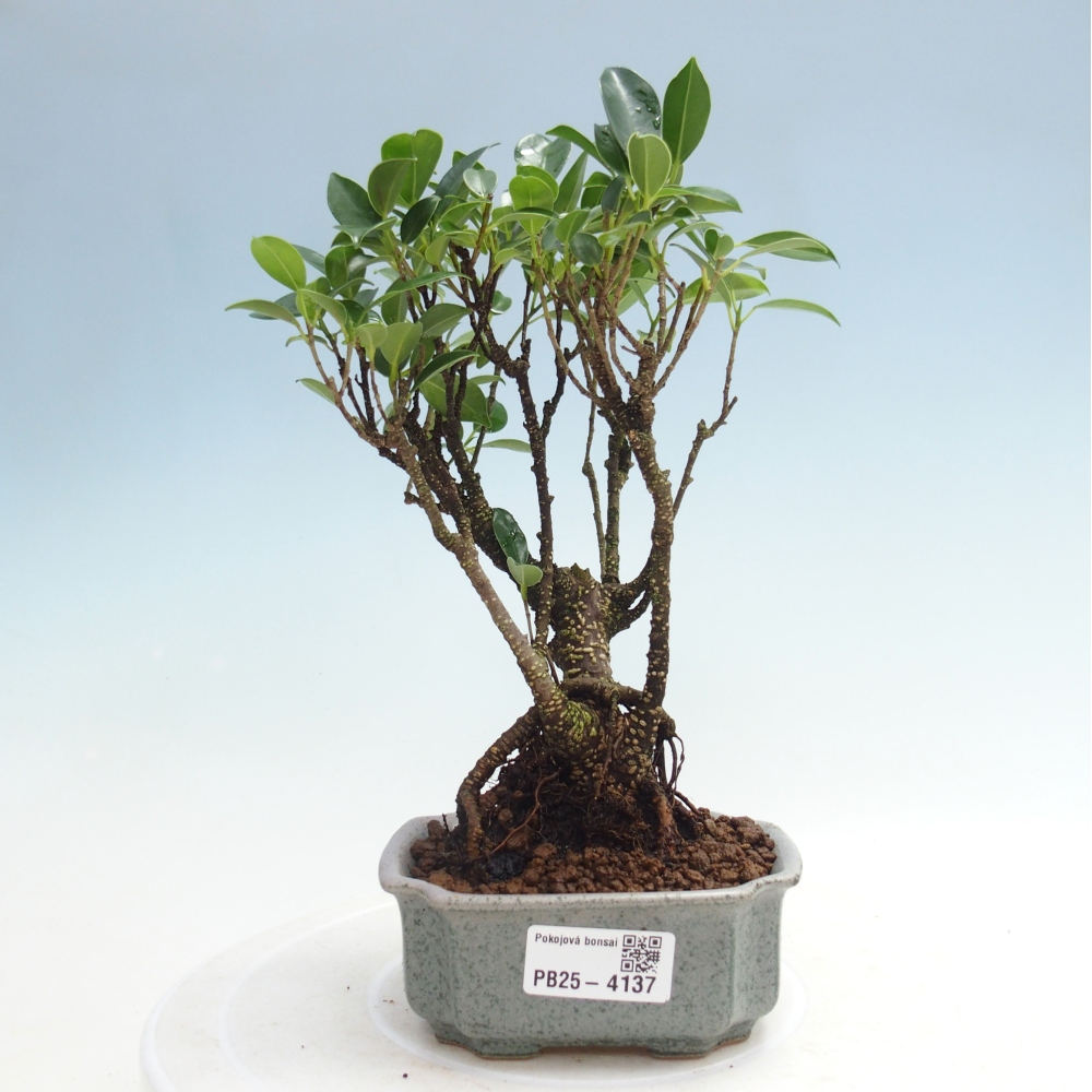 Pokojová bonsai Ficus retusa kimmen