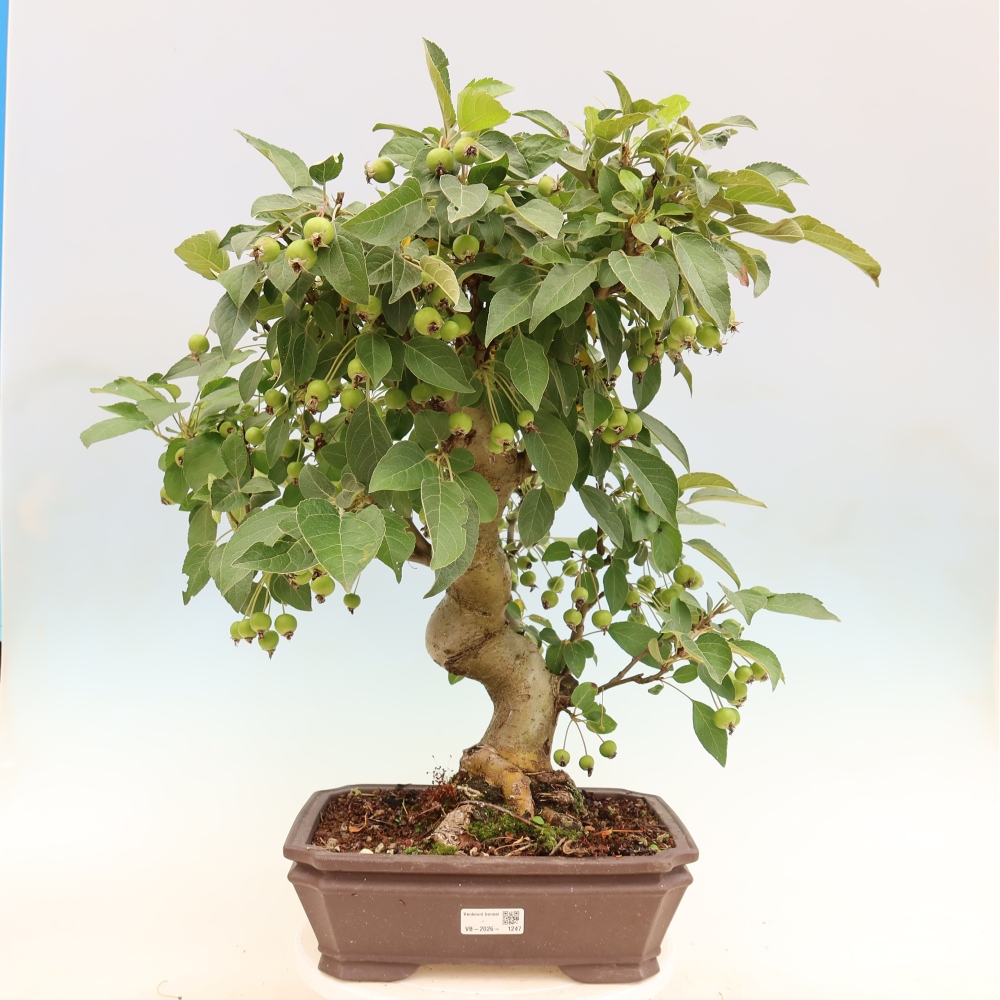 Venkovní bonsai -Malus halliana - Maloplodá jabloň