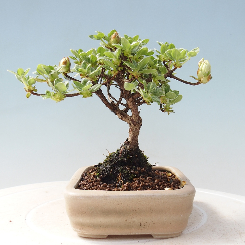 Venkovní bonsai - Rhododendron indicum - Japonská azalka