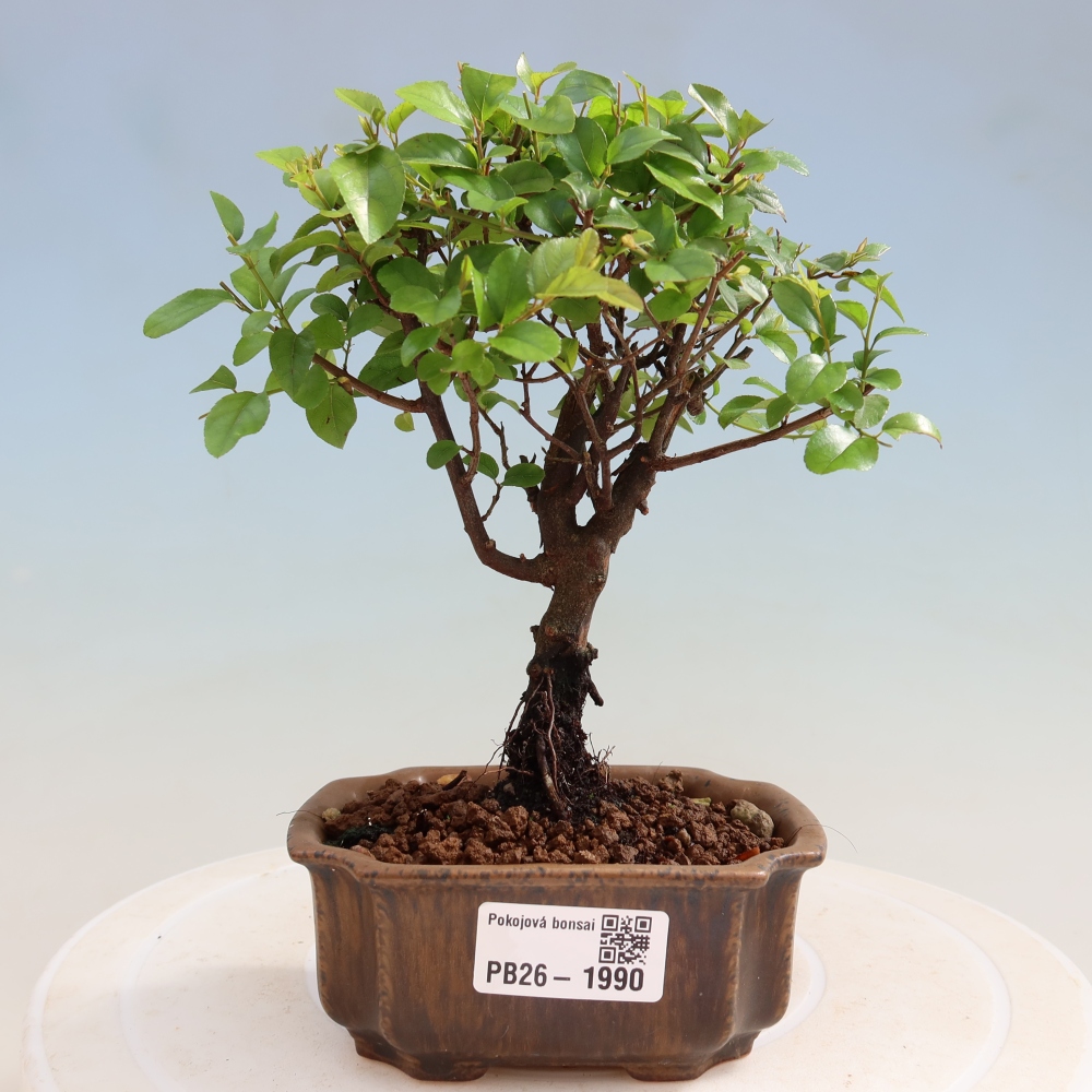 Pokojová bonsai - Sagerécie thea - Sagerécie thea