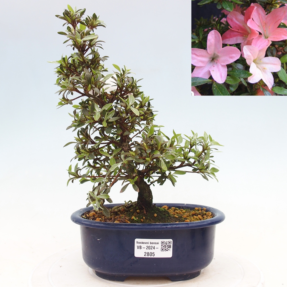 Venkovní bonsai - Japonská azalka - Azalea Nikko