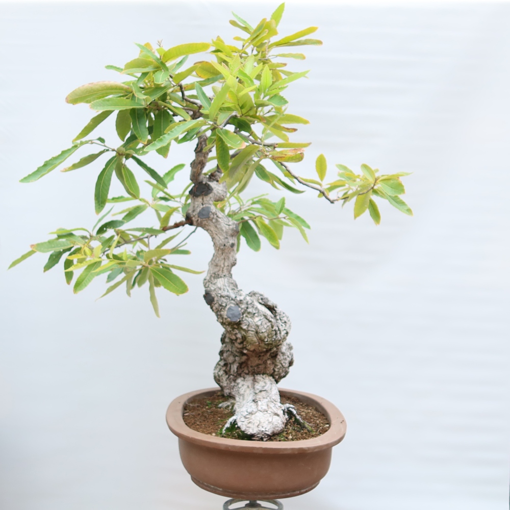 Venkovní bonsai - Quercus castaneifolia  - Dub kaštanolistý
