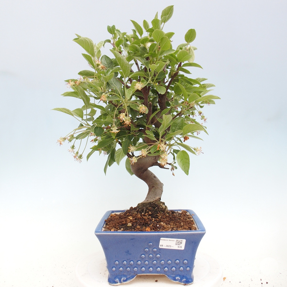 Venkovní bonsai -Malus halliana - Maloplodá jabloň