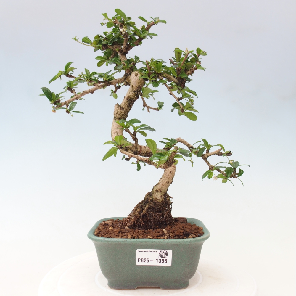 Pokojová bonsai - Carmona macrophylla - Čaj fuki