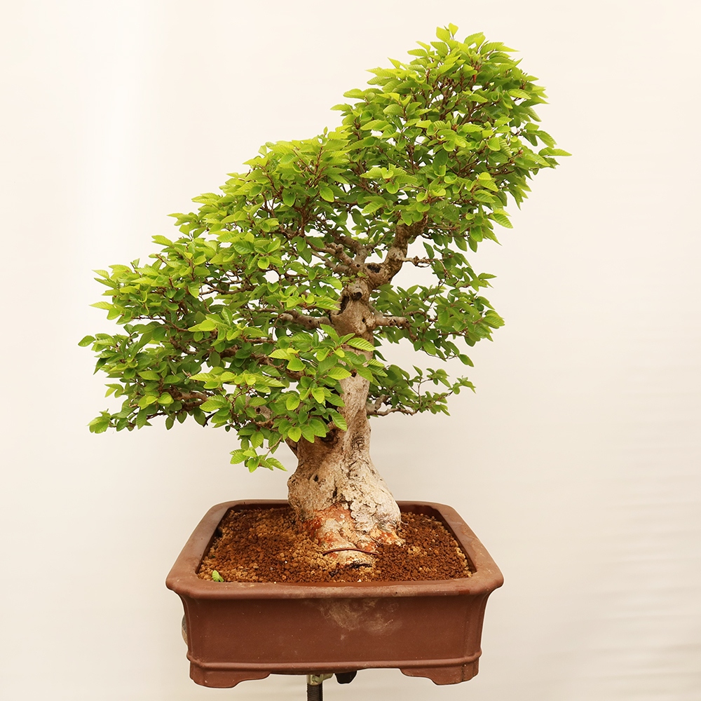Venkovní bonsai -Carpinus Coreana - Habr korejský
