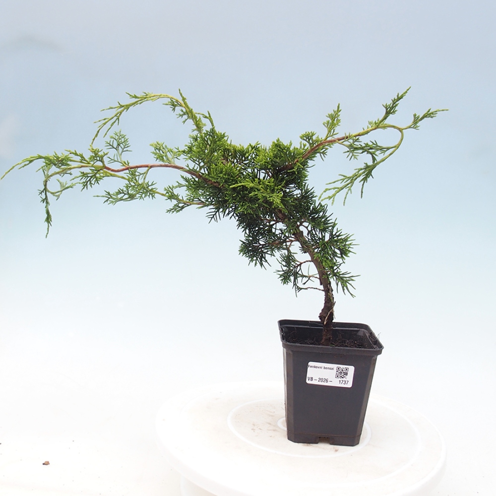 Venkovní bonsai - Juniperus chinensis Itoigawa -Jalovec čínský