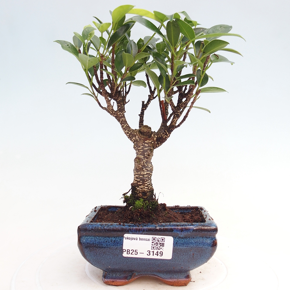 Pokojová bonsai Ficus retusa kimmen