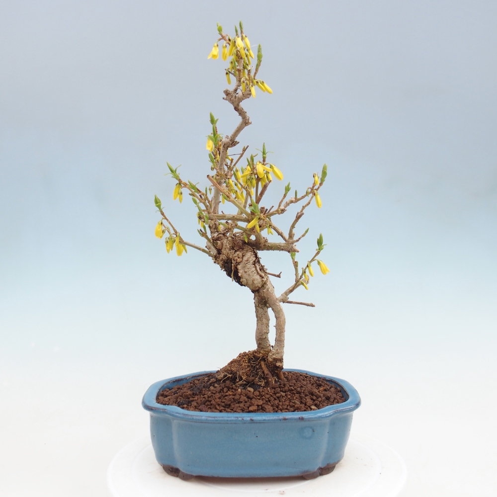 Venkovní bonsai - Zlatice - Forsythia koreana